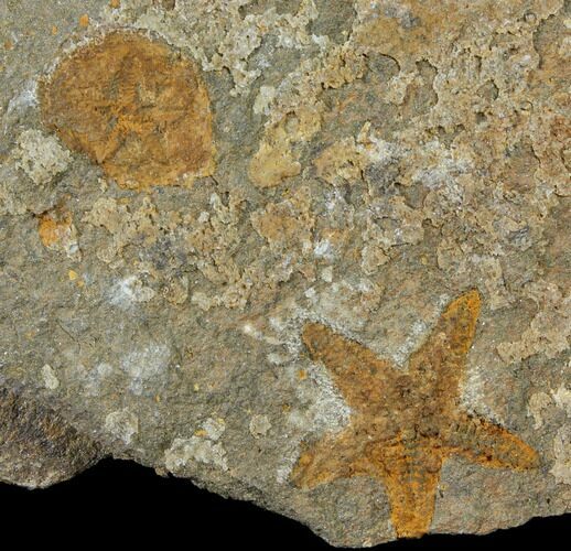 Fossil Starfish (Petraster?) & Edrioasteroid (Spinadiscus) - Morocco #118329